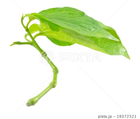 Green Wildbetel Leafbush on A White Background 19372521