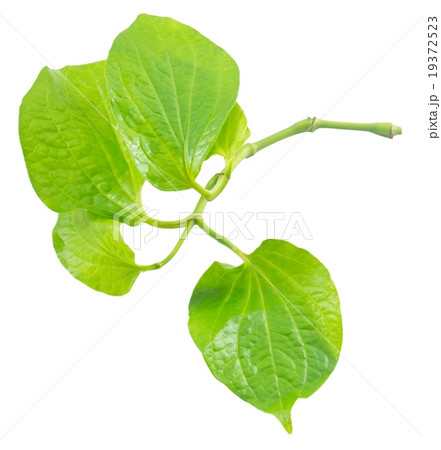 Piper Betle or Wildbetel on White Background Piper Betle or Wildbetel on White Background 19372523