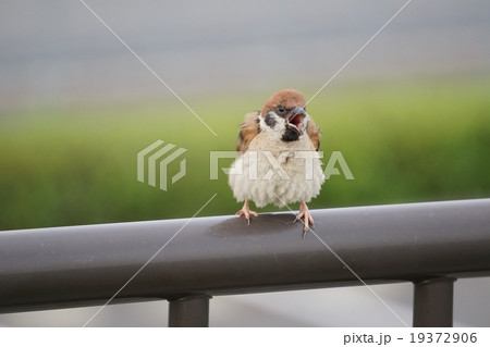 スズメ スズメ 19372906