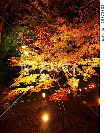 長瀞紅葉まつり 長瀞紅葉まつり 19373302