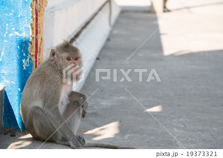 monkeys live in temple and forest in thailand. monkeys live in temple and forest in thailand. 19373321