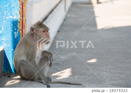 monkeys live in temple and forest in thailand. monkeys live in temple and forest in thailand. 19373322