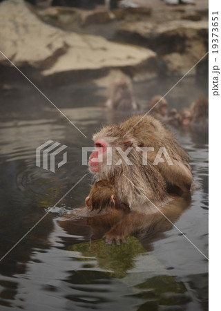 猿 申年 さる 温泉 年賀素材 干支 16 干支イメージ の写真素材