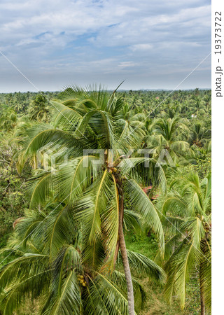 Coconut trees India Coconut trees India 19373722