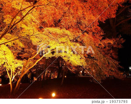 長瀞紅葉まつり 長瀞紅葉まつり 19373793