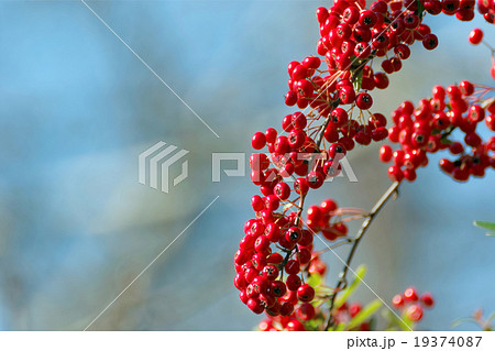 冬の赤い実 ピラカンサスの写真素材