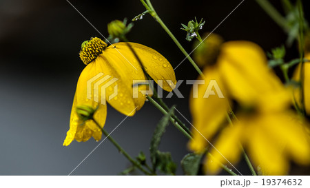 Raindrops on the petals of a yellow daisy. 19374632