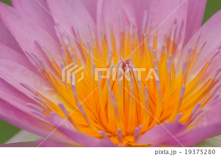 Purple lotus. 19375280