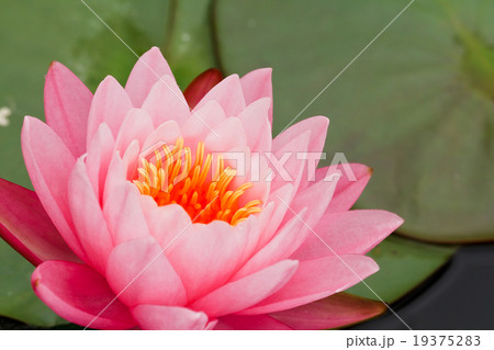 Pink Water Lily Pink Water Lily 19375283