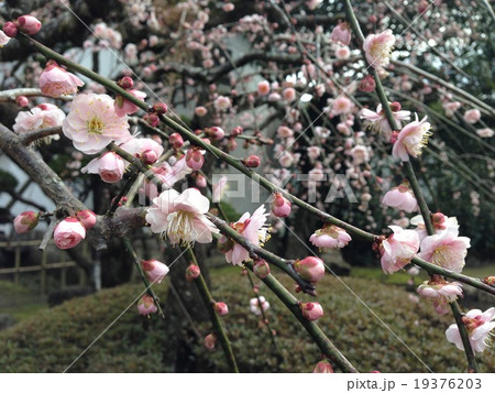 梅と豫章館 19376203