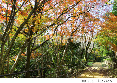 美術の森公園の散策路 美術の森公園の散策路 19376431