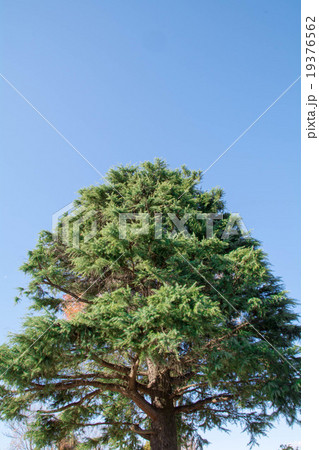 松の木 19376562