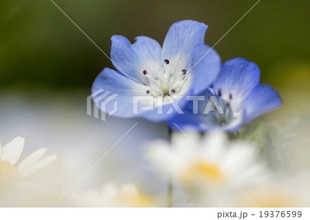 ネモフィラ 19376599