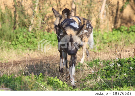 リカオン 19376633