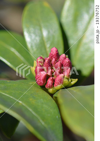 沈丁花の蕾（12月） 19376752