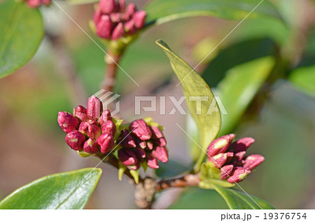 沈丁花の蕾(12月) 沈丁花の蕾(12月) 19376754