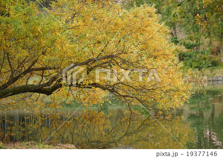 アカメヤナギの黄葉 19377146