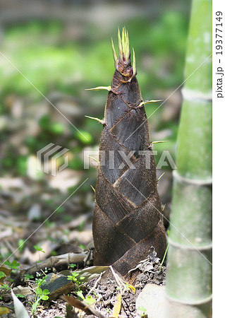 京都のタケノコ 京都のタケノコ 19377149