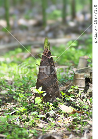 京都のタケノコ 19377150