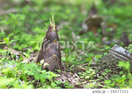 京都のタケノコ 19377151