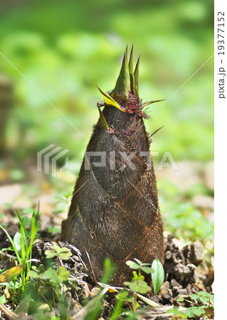 京都のタケノコ 19377152