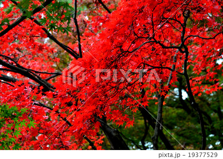 紅葉 紅葉 19377529