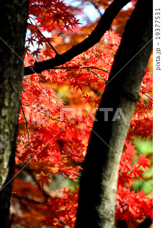 紅葉 紅葉 19377531