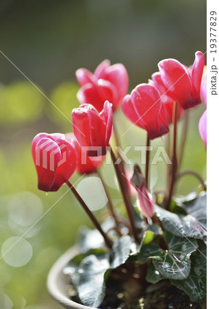 シクラメン 19377829