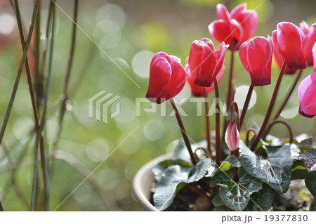 シクラメン 19377830