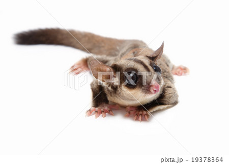 A close up of a sugar glider lying on the floor 19378364