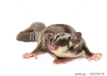 a sugar glider lying on the floor a sugar glider lying on the floor 19378370