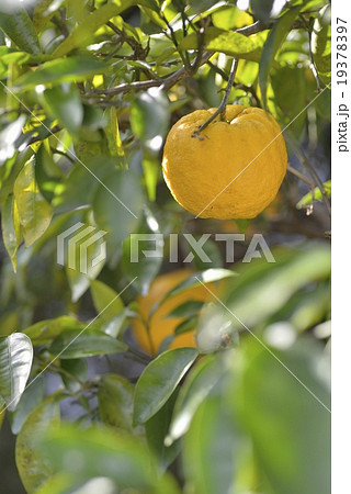 柚子の木 柚子の木 19378397