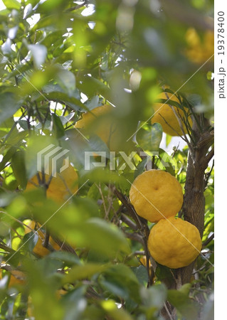 柚子の木 柚子の木 19378400