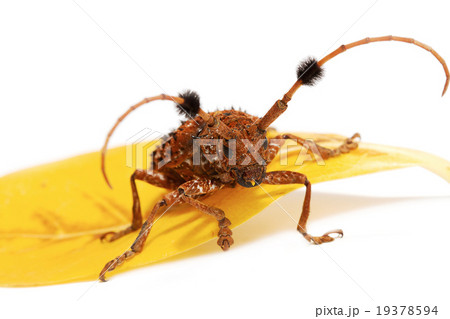 Aristobia horridula 19378594