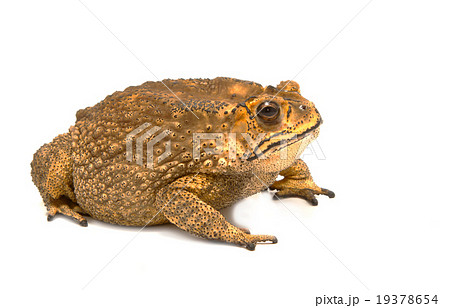 Toad Isolated on White Background Toad Isolated on White Background 19378654