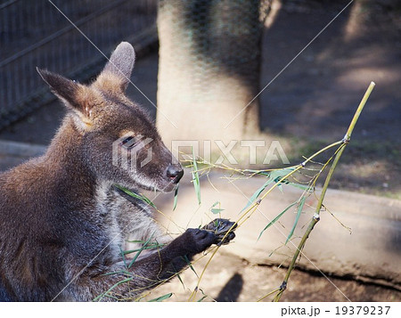 アカクビワラビー(江戸川区自然動物園) アカクビワラビー(江戸川区自然動物園) 19379237