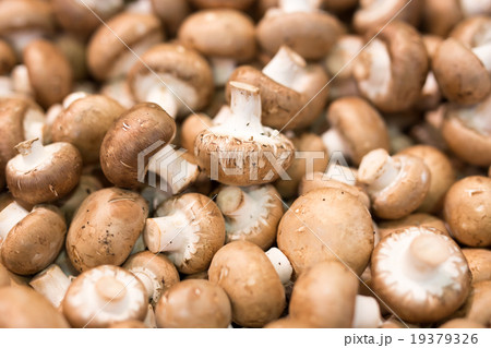 マッシュルーム 19379326