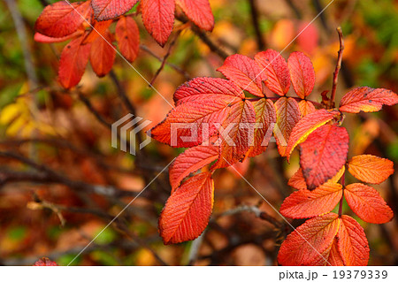 樹木：ハマナス　バラ科 19379339