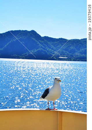 ジオパーク・洞爺湖のかもめ 19379416