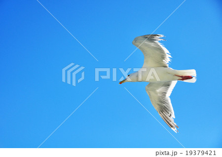 かもめの飛行 かもめの飛行 19379421