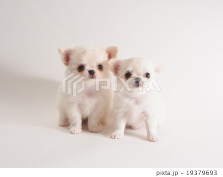 2匹の白いチワワの子犬の写真素材