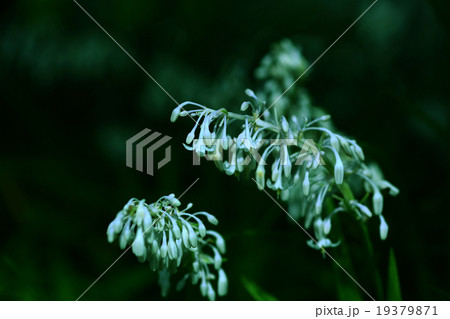 日陰に咲くノシランの花 日陰に咲くノシランの花 19379871