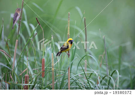 キンイロコウヨウジャク キンイロコウヨウジャク 19380372