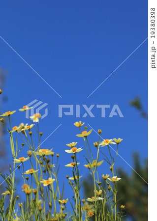 ウインターコスモスの花と青空 19380398