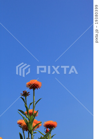 カイガラソウの花と青空 19380399