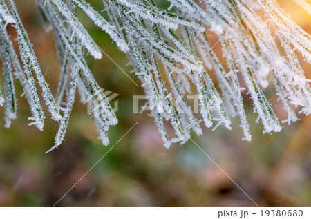 hoarfrost snow on pine, spruce 19380680