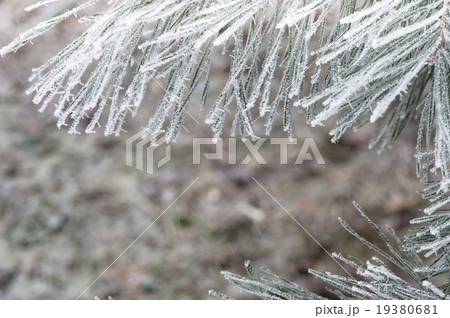 hoarfrost snow on pine, spruce 19380681