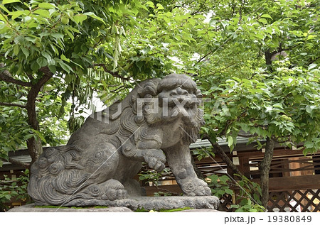 湯島天満宮の狛犬・吽形 湯島天満宮の狛犬・吽形 19380849