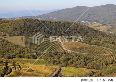 Panorama of grape field Panorama of grape field 19381356