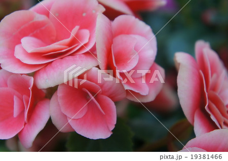 ベゴニア 19381466